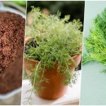 آموزش کاشت شوید در گلدان+ روش نگهداری