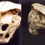 کشف جمجمه‌ای بدون دهان و با شش حفره در بلغارستان؛ نشانه از موجودات فضایی در زمین