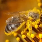 چین قصد دارد تا زنبورها را به جاسوسان خود تبدیل کند