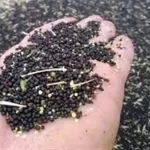 پایان طلایی در دشت‌های زرد مازندران؛ فصل برداشت کلزا در ایستگاه پایانی