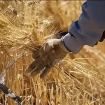 پرداخت مطالبات معوق گندم‌کاران آغاز شد