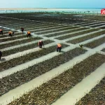 نقش حیاتی جنگل های حرا در طرح سبز عربستان؛ از جذب کربن تا گردشگری پایدار