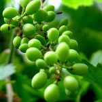 تعبیر خواب انگور سبز نرسیده + معنی انگور سبز نرسیده در خواب چیست تعبیر خواب انگور سبز نرسیده + معنی انگور سبز نرسیده در خواب چیست