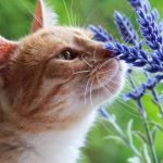 کدام حیوان بهترین حس بویایی را دارد؟ کدام حیوان بهترین حس بویایی را دارد؟