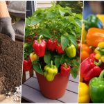 روشهای کاشت فلفل دلمهای در گلدان + شرایط نگهداری روشهای کاشت فلفل دلمهای در گلدان + شرایط نگهداری