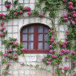 راهنمای کامل پرورش رز رونده؛ نگهداری و قلمه‌ زدن