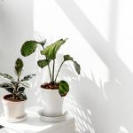 گیاهانی که هوای خانه را در تابستان خنک نگه می‌دارند
