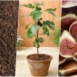 آموزش کاشت انجیر در گلدان + روش نگهداری