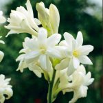 تعبیر خواب گل مریم + معنی گل مریم در خواب های ما چیست تعبیر خواب گل مریم + معنی گل مریم در خواب های ما چیست