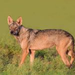 تعبیر خواب گرگ زشت + معنی گرگ زشت در خواب چیست تعبیر خواب گرگ زشت + معنی گرگ زشت در خواب چیست