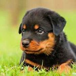 تعبیر خواب توله سگ سیاه در خانه و سگ خانگی خوشگل و تعلیم دیده تعبیر خواب توله سگ سیاه در خانه و سگ خانگی خوشگل و تعلیم دیده