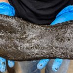 کشف کفش غول‌ پیکر در قلعه رومی باستانی، باستان‌شناسان را شگفت‌زده کرد