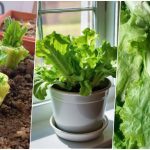 پرورش کاهو در خانه با ته کاهو+ روش نگهداری