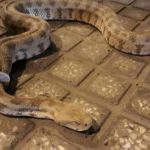 تعبیر خواب مار جلوی در خانه + معنی مار جلوی در خانه در خواب چیست تعبیر خواب مار جلوی در خانه + معنی مار جلوی در خانه در خواب چیست