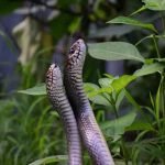 تعبیر خواب مار جفتی + معنی مار جفتی در خواب چیست تعبیر خواب مار جفتی + معنی مار جفتی در خواب چیست