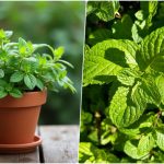 چگونه گیاه نعناع فلفلی را در خانه پرورش دهیم؟ راهنمای کاشت و نگهداری