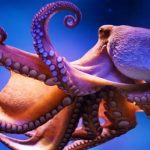 10 فکت عجیب که ذهن شما را منفجر می‌کند؛ از فضایی بودن اختاپوس‌ها تا راز پنهان آینه
