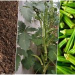 آموزش کاشت بامیه در گلدان + روش نگهداری آموزش کاشت بامیه در گلدان + روش نگهداری