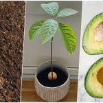 آموزش کاشت آووکادو در گلدان + روش نگهداری