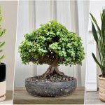 کدام گیاهان برای میز کار مناسب‌اند؟ 7 گیاه مقاوم و زیبا