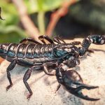 سم عقرب، داروی جدید سرطان سینه