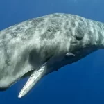 از اقیانوس تا جعبه‌دنده؛ داستان باورنکردنی روغن نهنگ عنبر در خودروهای کلاسیک