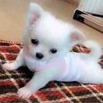 تعبیر خواب توله سگ حضرت یوسف و سگ تازه به دنیا اومده از نظر معبران اسلامی تعبیر خواب توله سگ حضرت یوسف و سگ تازه به دنیا اومده از نظر معبران اسلامی