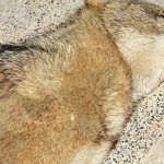 تعبیر خواب توله گرگ مرده + حضرت یوسف و ابن سیرین و آنلی بیتون تعبیر خواب توله گرگ مرده + حضرت یوسف و ابن سیرین و آنلی بیتون