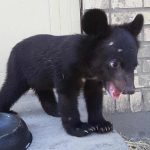 تعبیر خواب توله گرگ سیاه + معنی توله گرگ سیاه در خواب چیست تعبیر خواب توله گرگ سیاه + معنی توله گرگ سیاه در خواب چیست