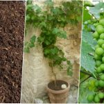 آموزش کاشت غوره در گلدان + روش نگهداری