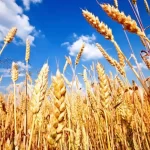 خرید تضمینی گندم به بیش از ۵.۵ میلیون تن رسید – تجارت نیوز