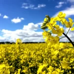 کاهش ۲۰ درصدی تولید کلزا/ محدودیت منابع آبی عامل اصلی – تجارت نیوز