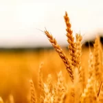 تعیین‌تکلیف نرخ خرید تضمینی گندم در اولویت شورای قیمت‌گذاری است – تجارت نیوز