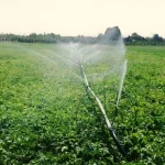 آب؛ قربانی کشاورزی پرمصرف/ سرمایه حیاتی کرمان رو به اتمام