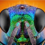 زنبورها با این ترفند به صورت خودخواسته بیشتر عمر می‌کنند