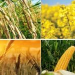 اعلام قیمت منطقی خرید تضمینی گندم‌ در بازار