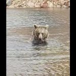 ویدئویی بامزه از شنا کردن خرس قهوه ای در دریاچه سبلان / فیلم
