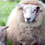 تولد گوسفندی با چهره‌ای شبیه انسان در یکی از روستاهای داغستان/ تصاویر