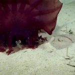 حقایق عجیب درباره «هیولای مرغ بی سر» حقایق عجیب درباره «هیولای مرغ بی سر»