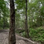 فیلم عاشقانه سحر ولدبیگی و نیما فلاح در طبیعت