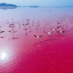 دریاچه صورتی شیراز هم خشک شد / تصاویر