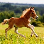 لحظه نجات اسب از چاه ۱۸ متری / فیلم