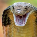 بغل گرفتن مار سمی توسط یک مرد / فیلم