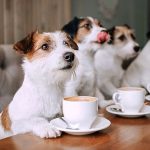 منوی عجیب یک رستوران لاکچری برای سگ‌ها / از پیتزا «هاپایی» تا «پاستای سگ فردو»!