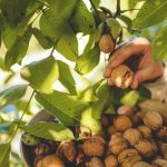 دانشمندان با پوست گردو برق تولید کردند