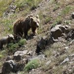 حمله خرس وحشی به یک نوجوان در کوهرنگ چهارمحال و بختیاری