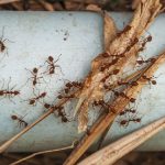 شاید باور نکنید اما مورچهها در کار گروهی، از انسانها هم بهتر هستند شاید باور نکنید اما مورچهها در کار گروهی، از انسانها هم بهتر هستند