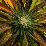 راز مقابله با زامبی‌ها، در این ماده عجیب قرار دارد