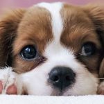 کشف جدید دانشمندان: سگ ها برای درک انسان ها تکامل یافتهاند کشف جدید دانشمندان: سگ ها برای درک انسان ها تکامل یافتهاند