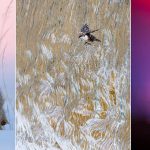 نگاهی به بهترین‌های رقابت نفس‌گیر عکاسی طبیعت در سال 2025